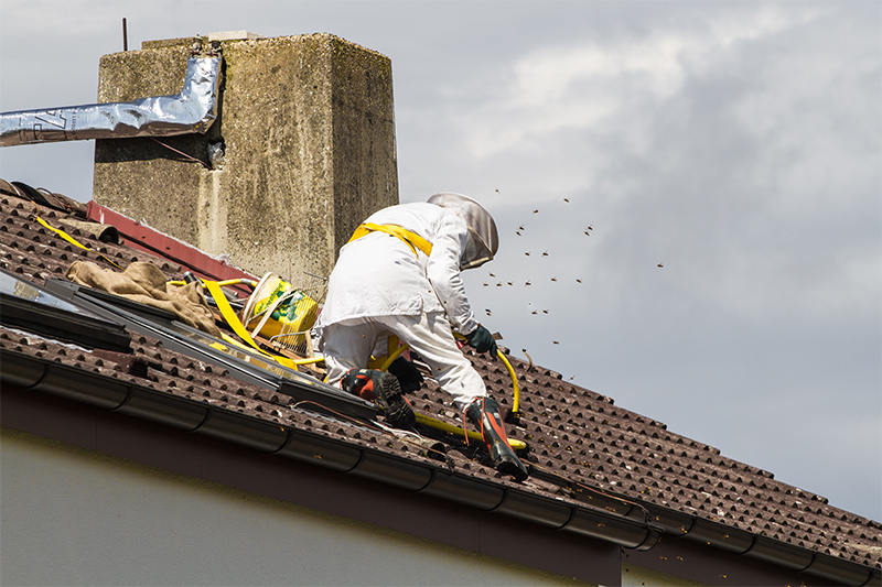 Bee Pest Control in Newham United Kingdom