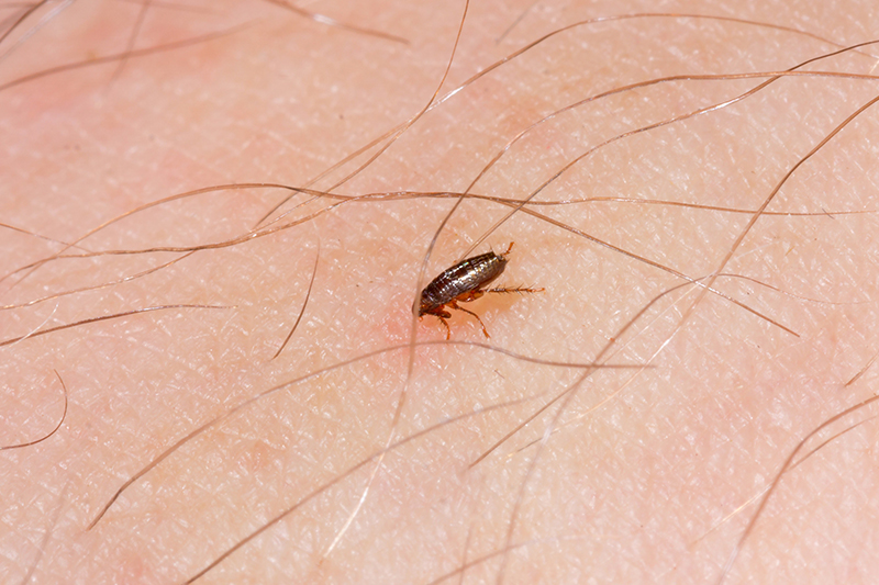 Flea Pest Control in Newham United Kingdom