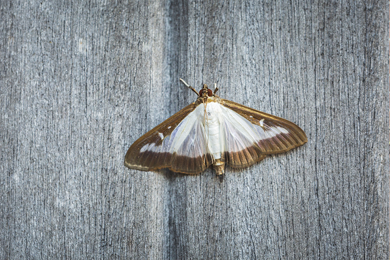 Moth Pest Control in Newham United Kingdom